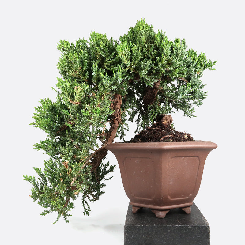 Juniperus procumbens - Wacholder, ca. 18 jährig, 25-40 cm, Gartenbonsai