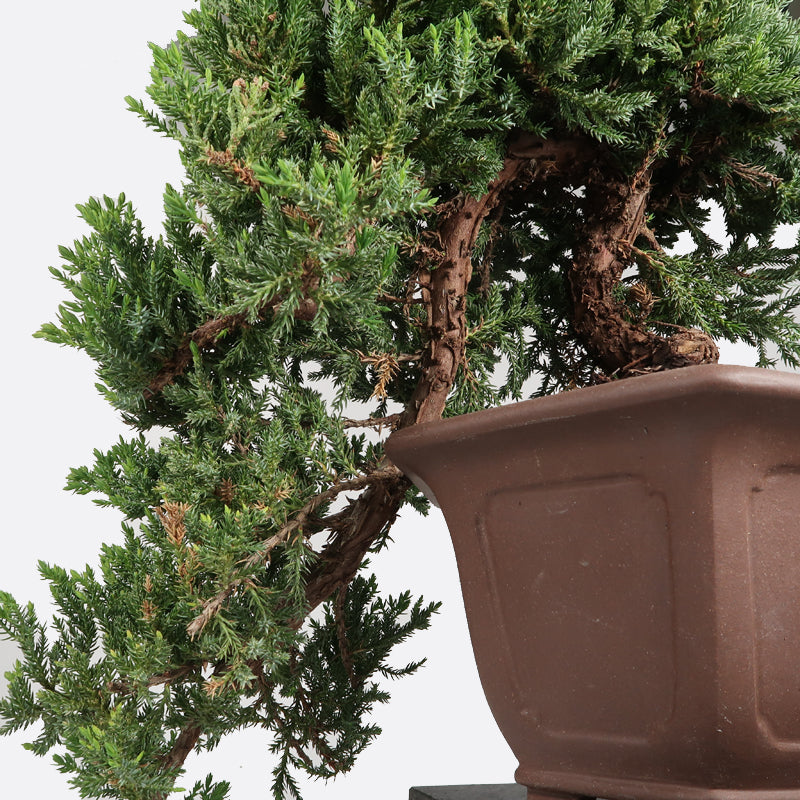 Juniperus procumbens - Wacholder, ca. 18 jährig, 25-40 cm, Gartenbonsai