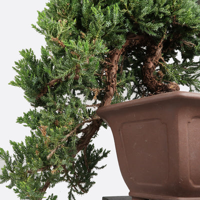 Juniperus procumbens - Wacholder, ca. 18 jährig, 25-40 cm, Gartenbonsai