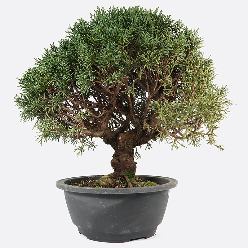 Juniperus - Wacholder, ca. 17 jährig, 35-40 cm, Gartenbonsai