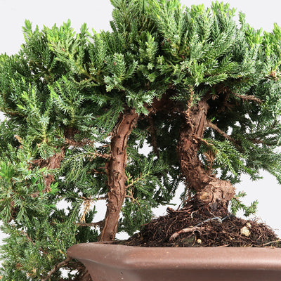 Juniperus procumbens - Wacholder, ca. 18 jährig, 25-40 cm, Gartenbonsai