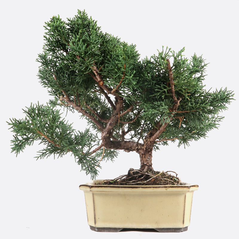 Juniperus - Wacholder, ca. 10 jährig, 25-30 cm, Gartenbonsai