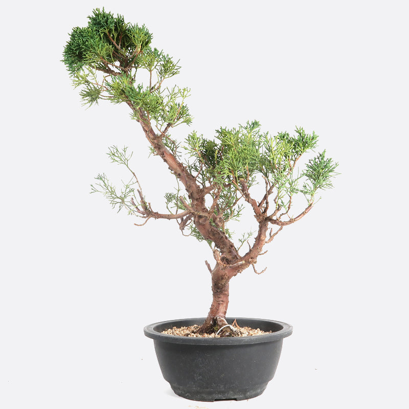 Juniperus - Wacholder, ca. 16 jährig, 50-55 cm, Gartenbonsai