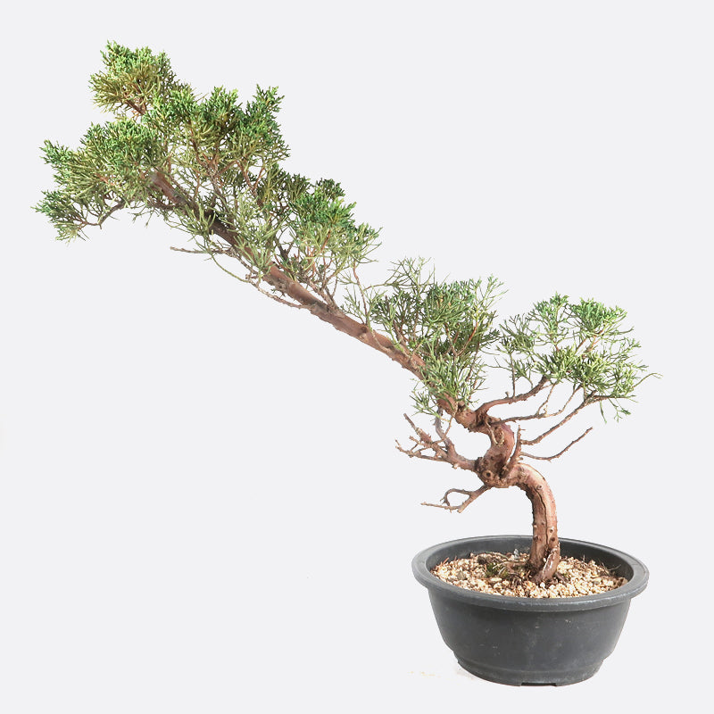 Juniperus - Wacholder, ca. 16 jährig, 50-55 cm, Gartenbonsai