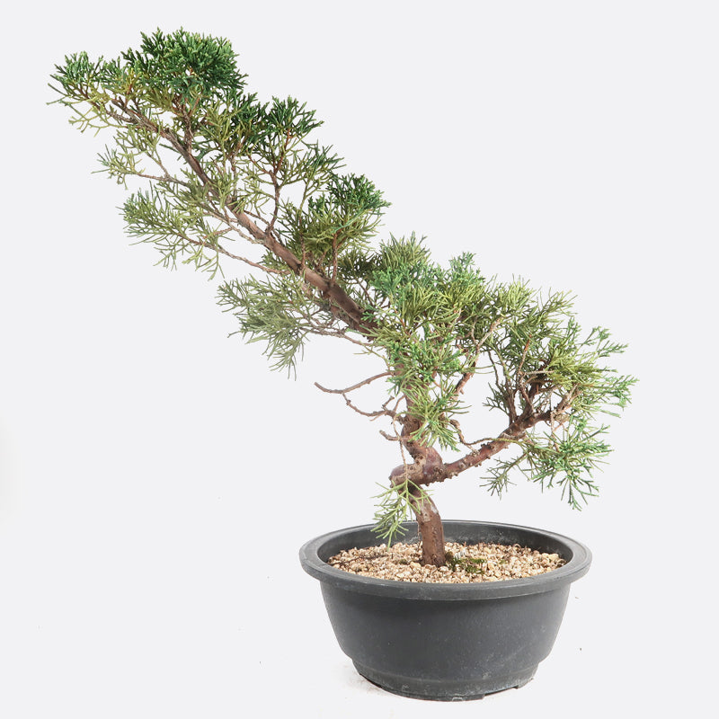 Juniperus - Wacholder, ca. 16 jährig, 45-50 cm, Gartenbonsai