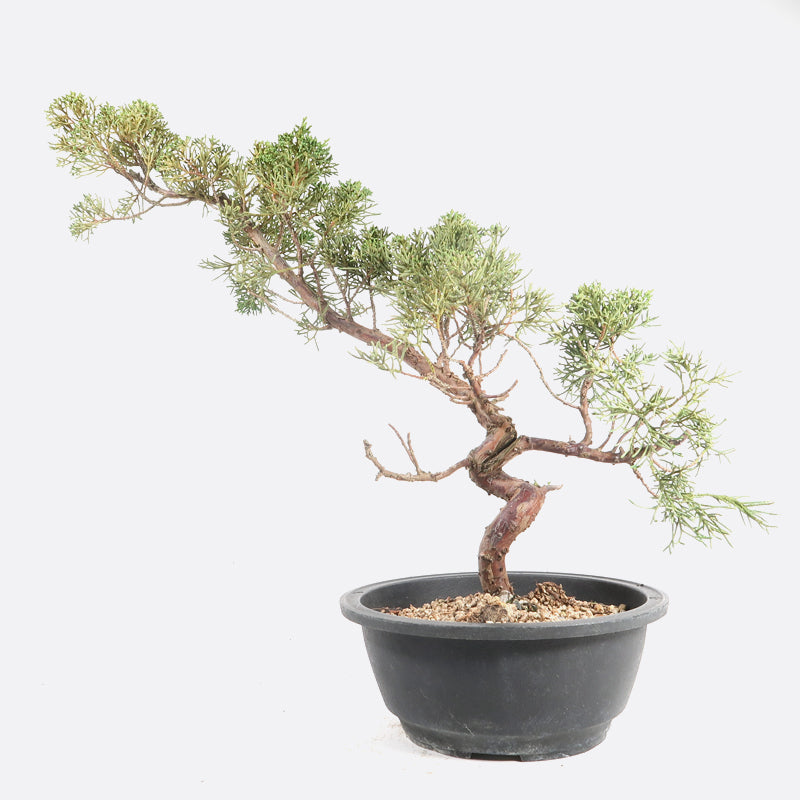 Juniperus - Wacholder, ca. 16 jährig, 40-45 cm, Gartenbonsai