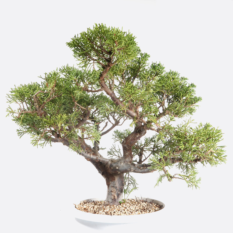 Juniperus - Wacholder, ca. 17 jährig, 25-30 cm, Gartenbonsai