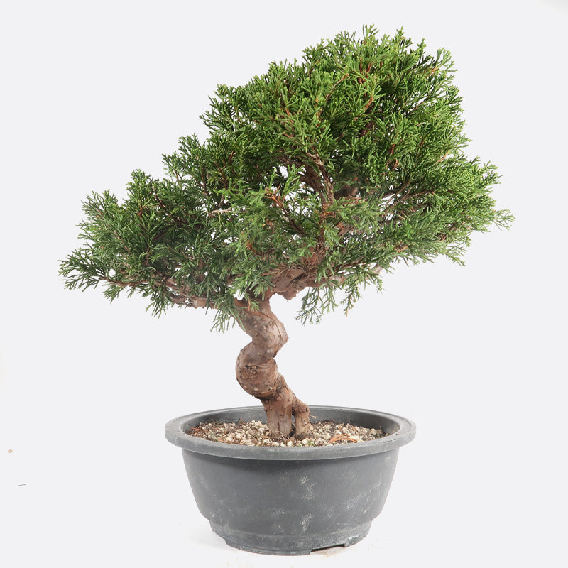 Juniperus - Wacholder, ca. 20 jährig, 35-40 cm, Gartenbonsai