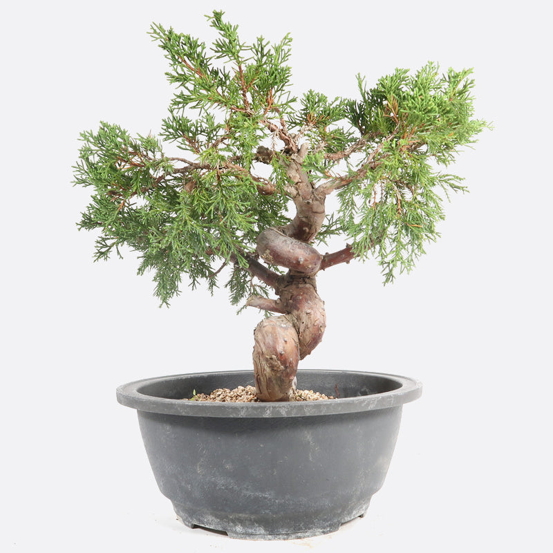 Juniperus - Wacholder, ca. 18 jährig, 30-35 cm, Gartenbonsai