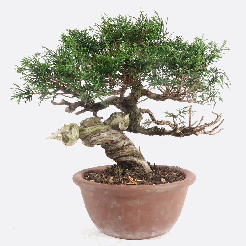 Juniperus - Wacholder, ca. 24 jährig, 30-35 cm, Gartenbonsai