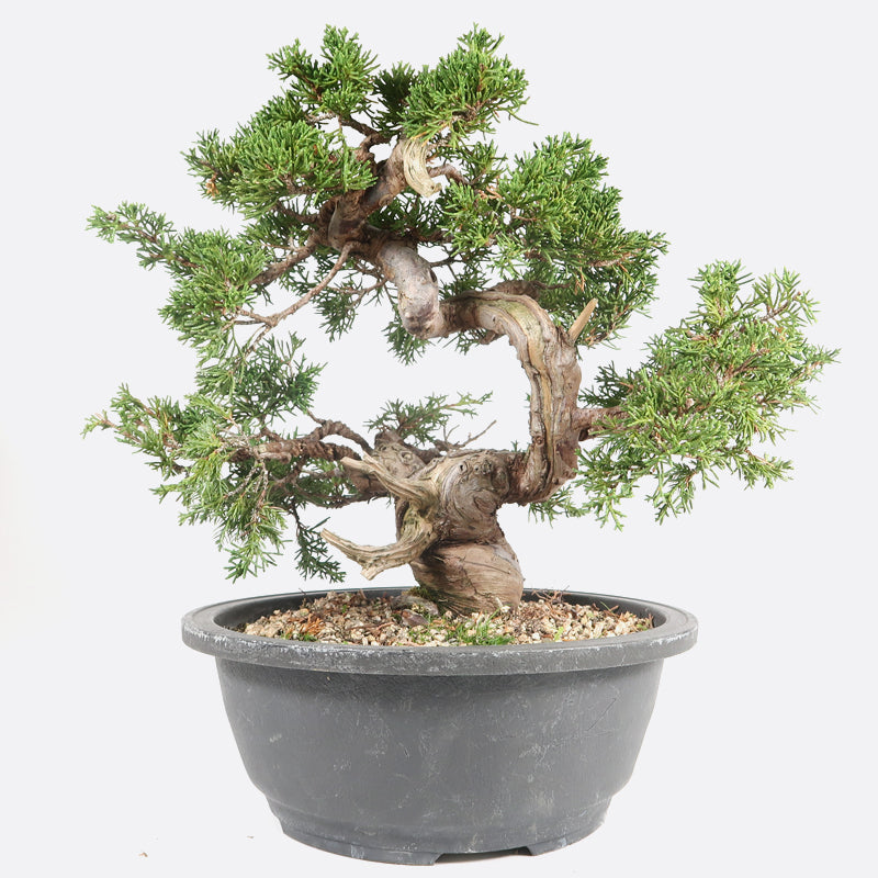 Juniperus - Wacholder, ca. 34 jährig, 35-40 cm, Gartenbonsai