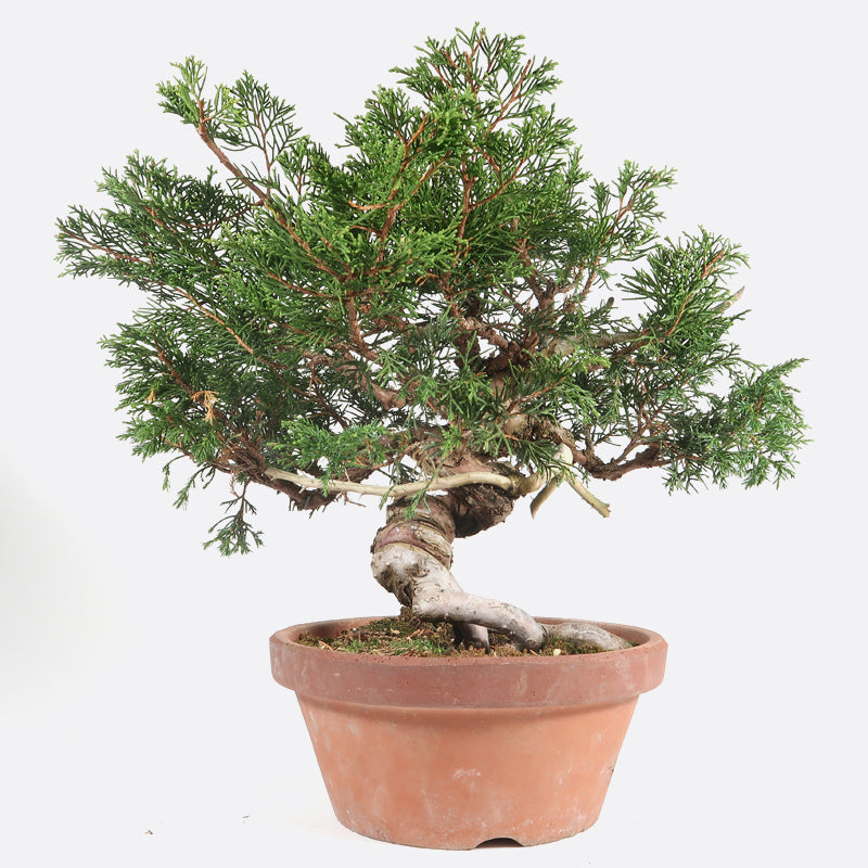Juniperus - Wacholder, ca. 24 jährig, 35-40 cm, Gartenbonsai