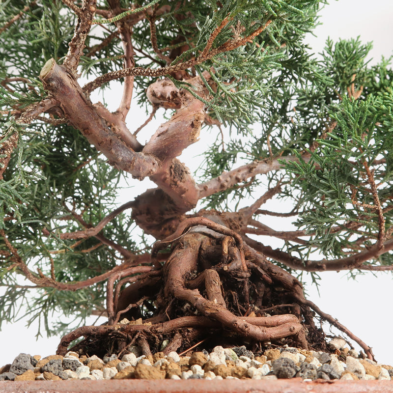 Juniperus - Wacholder, ca. 28 jährig, 45-50 cm, Gartenbonsai