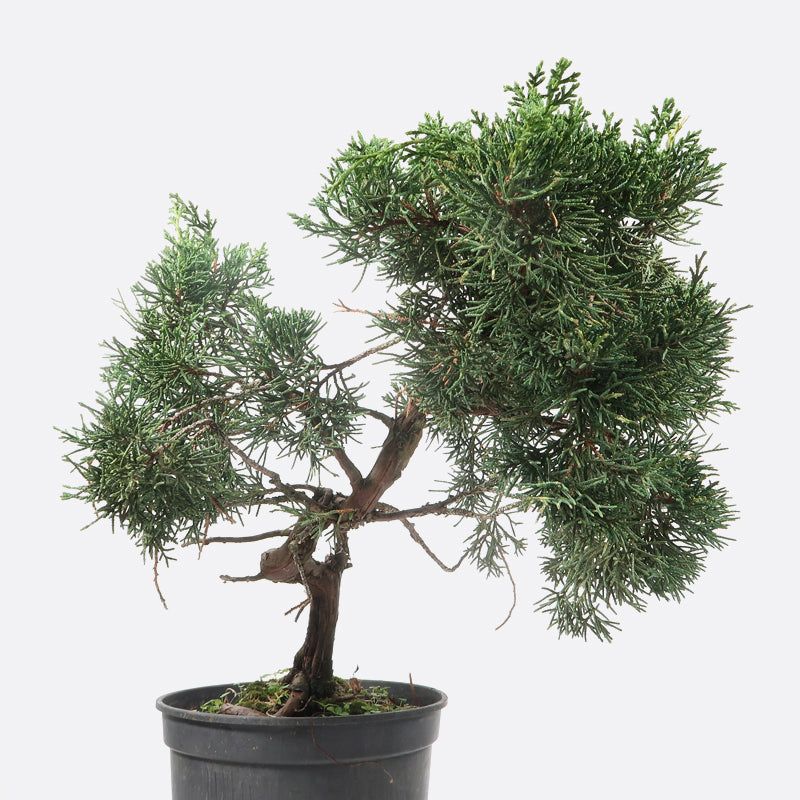 Juniperus - Wacholder, ca. 12 jährig, 40-45 cm, Gartenbonsai