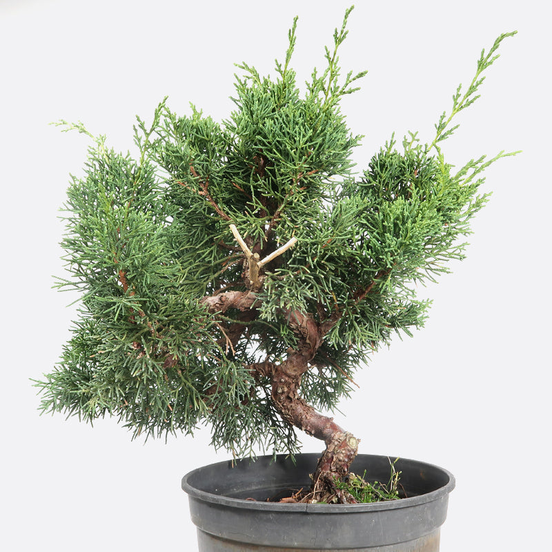 Juniperus - Wacholder, ca. 14 jährig, 30-35 cm, Gartenbonsai