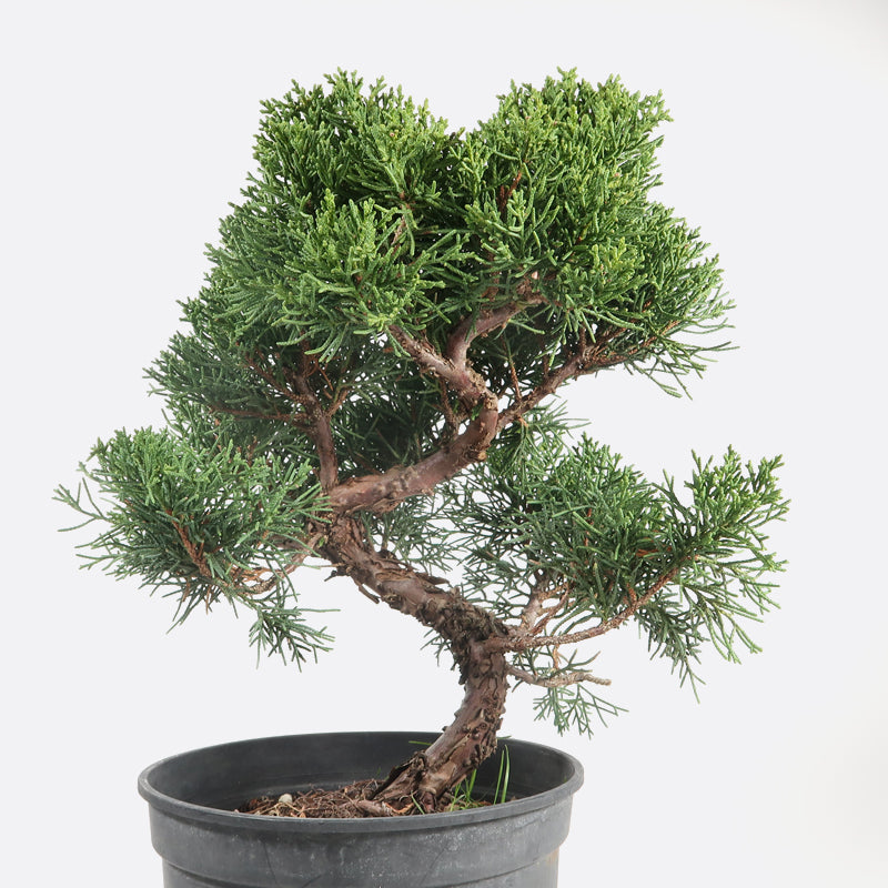 Juniperus - Wacholder, ca. 13 jährig, 25-30 cm, Gartenbonsai