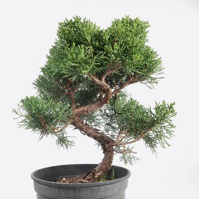 Workshop Chinesischer Wacholder - Juniperus chinensis