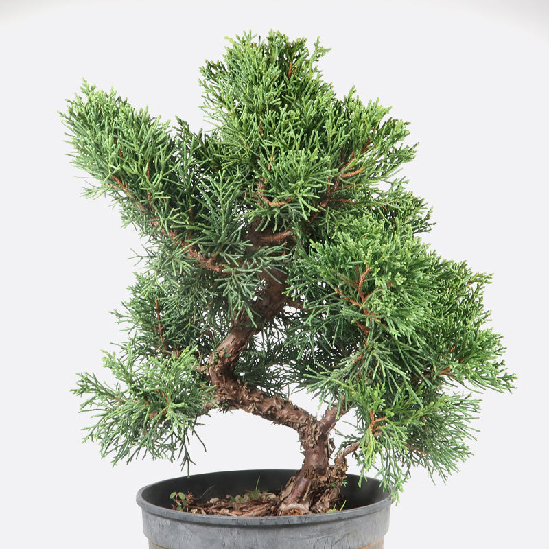 Juniperus - Wacholder, ca. 13 jährig, 25-30 cm, Gartenbonsai