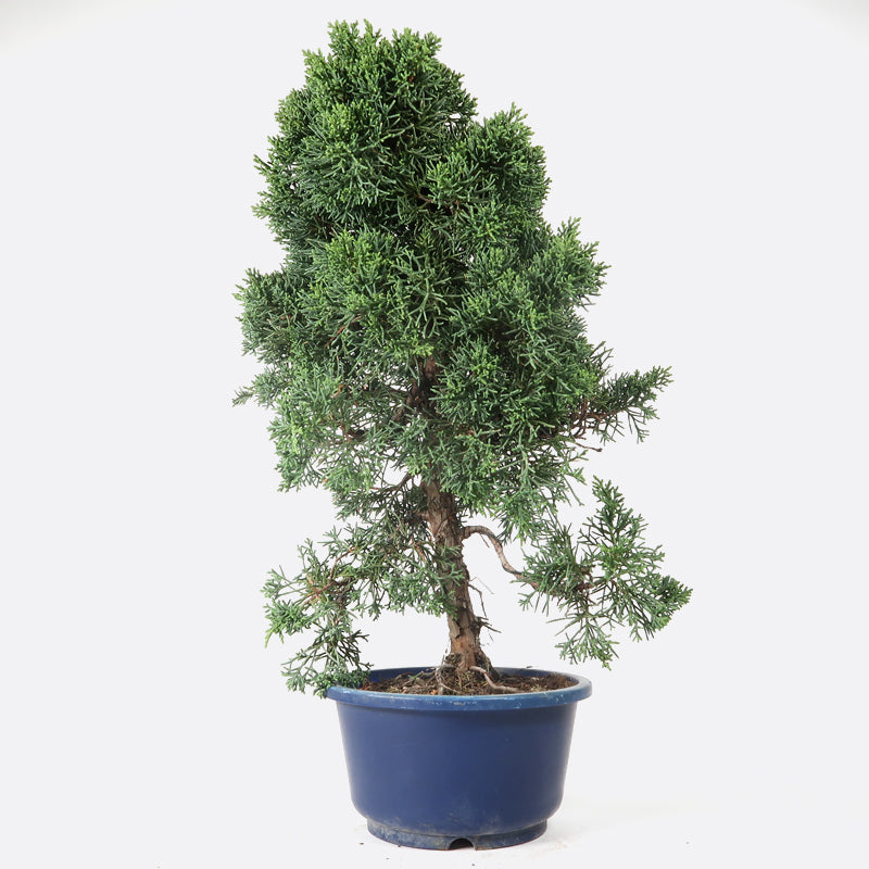 Juniperus - Wacholder, ca. 11-12 jährig, 45-50 cm, Gartenbonsai
