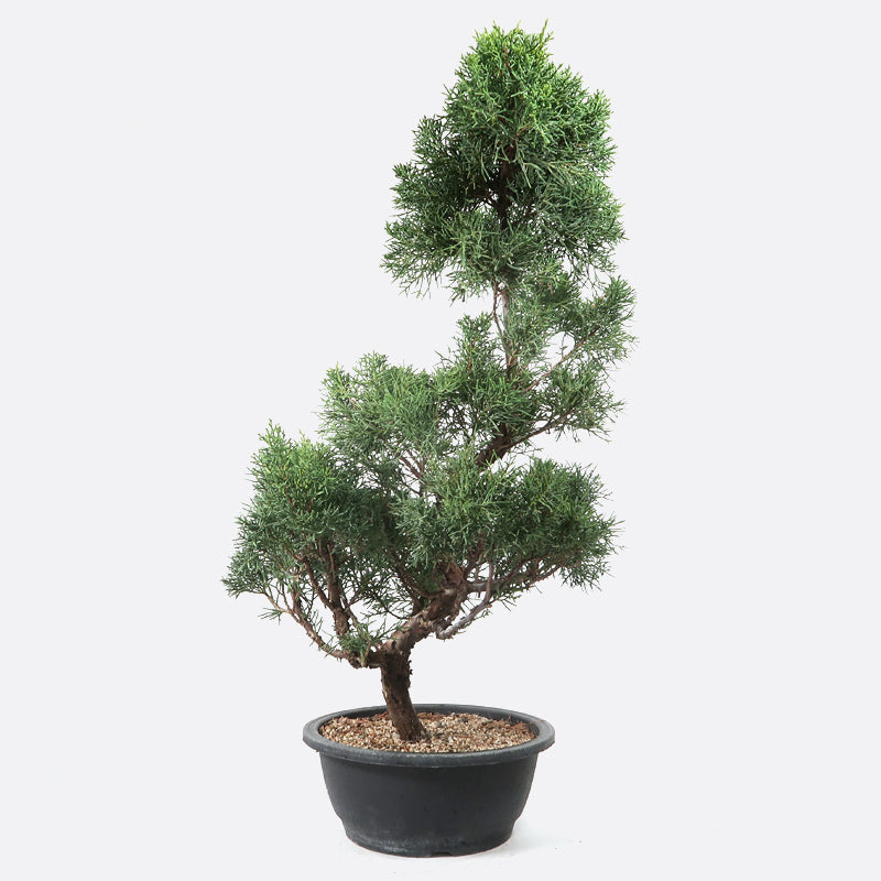 Juniperus - Wacholder, ca. 20 jährig, 65-70 cm, Gartenbonsai