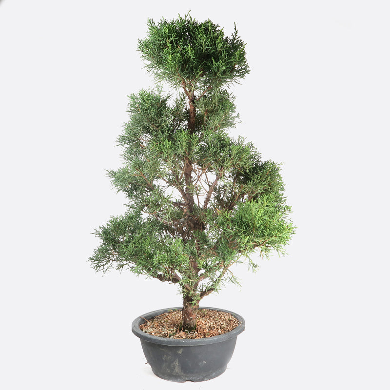 Juniperus - Wacholder, ca. 19 jährig, 65-70 cm, Gartenbonsai