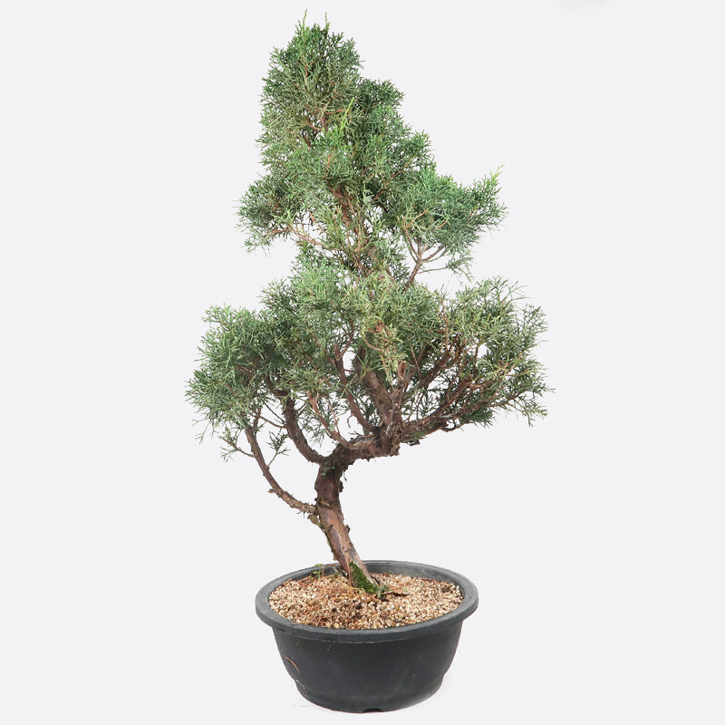 Juniperus - Wacholder, ca. 19 jährig, 70-75 cm, Gartenbonsai