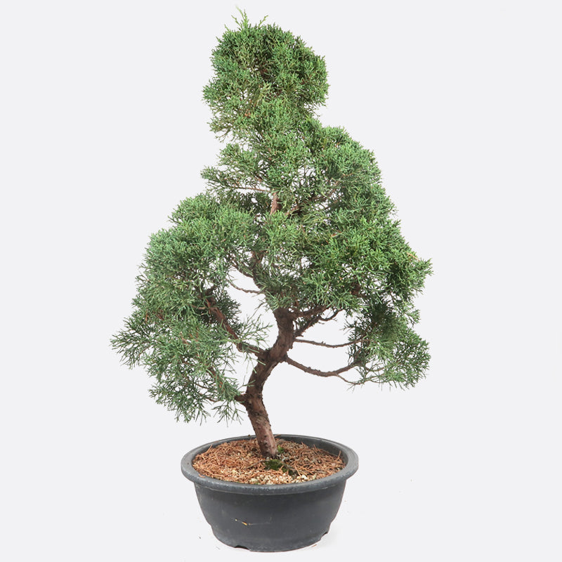 Juniperus - Wacholder, ca. 20 jährig, 65-70 cm, Gartenbonsai