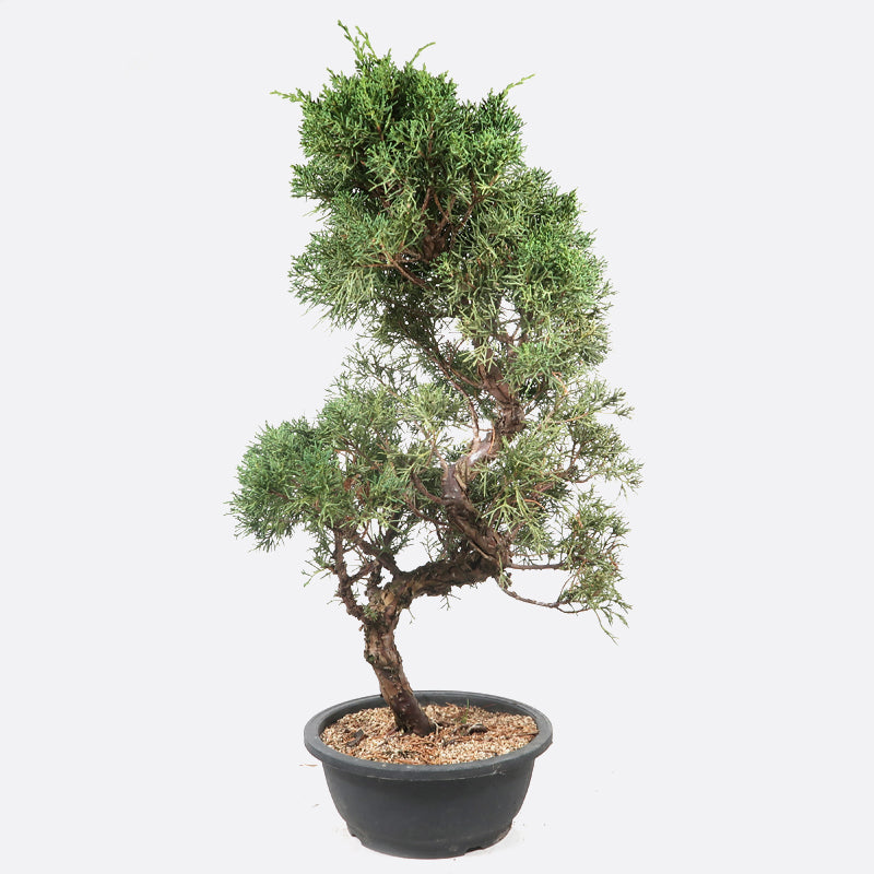 Juniperus - Wacholder, ca. 19 jährig, 65-70 cm, Gartenbonsai