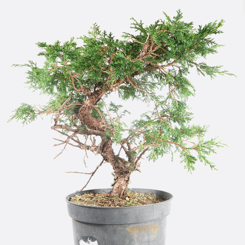 Juniperus - Itoigawa Wacholder, ca. 20 jährig, 35-40 cm, Gartenbonsai
