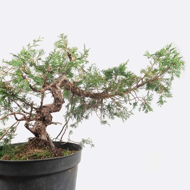 Juniperus - Itoigawa Wacholder, ca. 20 jährig, 35-40 cm, Gartenbonsai