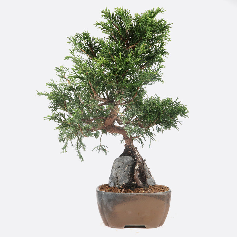 Juniperus - Wacholder, ca. 12 jährig, 31 cm, Gartenbonsai