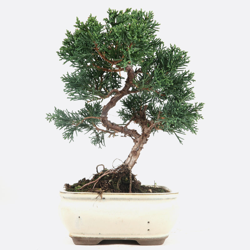 Juniperus - Wacholder, ca. 9 jährig, 26 cm, Gartenbonsai