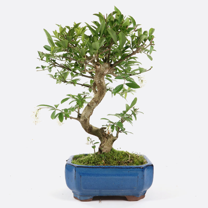 Ligustrum - Liguster, ca. 8 jährig, 30-35 cm, Gartenbonsai