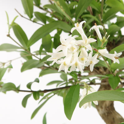 Ligustrum - Liguster, ca. 8 jährig, 30-35 cm, Gartenbonsai