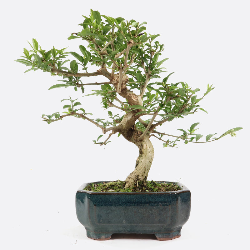 Ligustrum - Liguster, ca. 8 jährig, 30-35 cm, Gartenbonsai