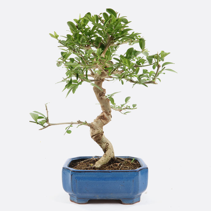 Ligustrum