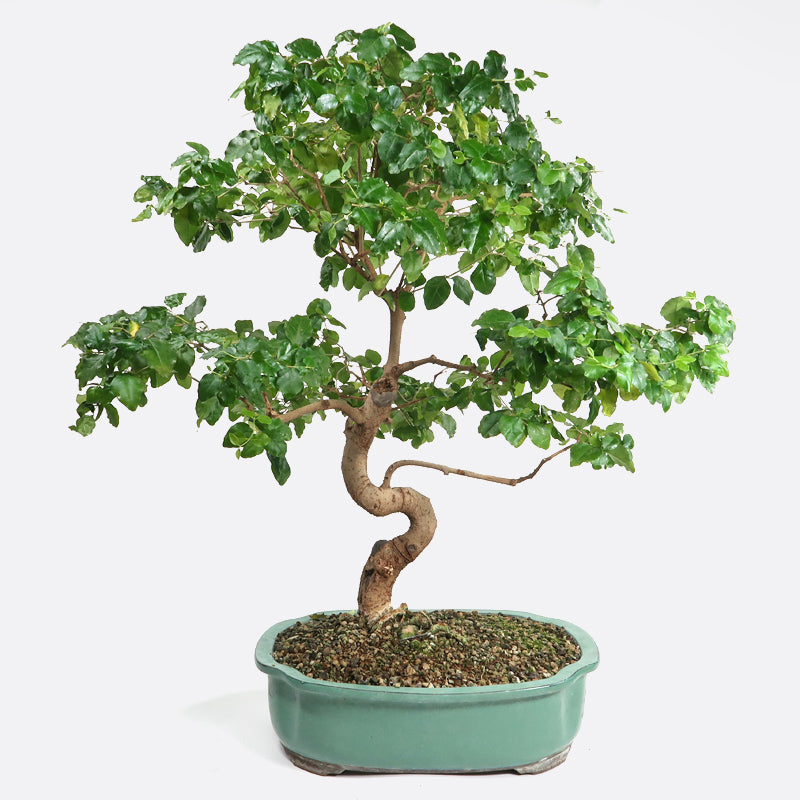 Ligustrum - Liguster, ca. 19 jährig, 60-65 cm, Zimmerbonsai