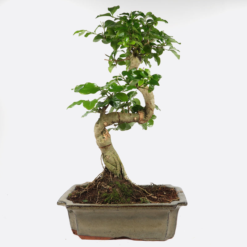 Ligustrum - Liguster, ca. 8 jährig, 30-35 cm, Zimmerbonsai