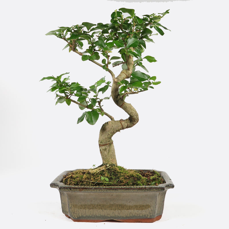 Ligustrum - Liguster, ca. 8 jährig, 30-35 cm, Zimmerbonsai