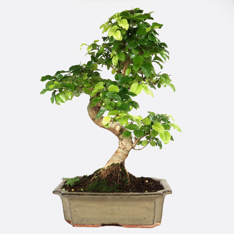 Ligustrum - Liguster, ca. 8 jährig, 25-30 cm, Zimmerbonsai