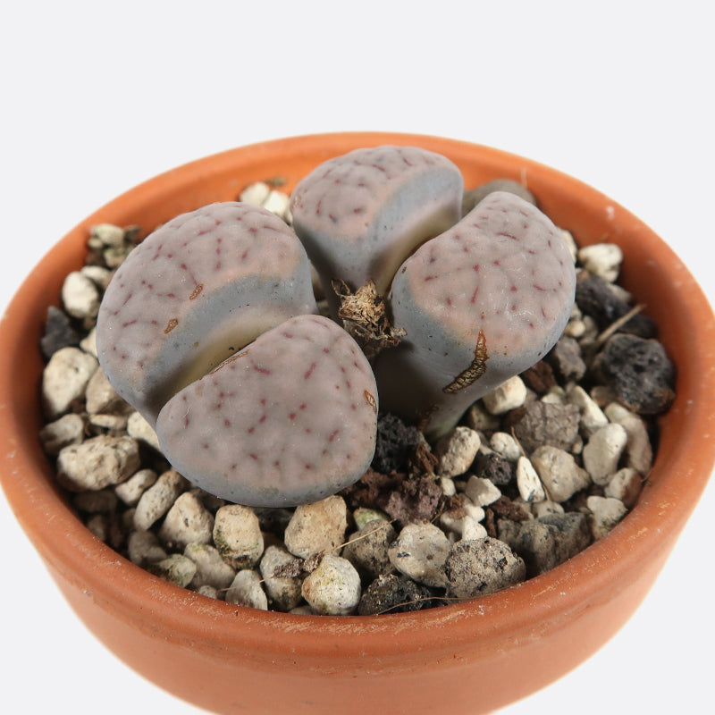 Lithops