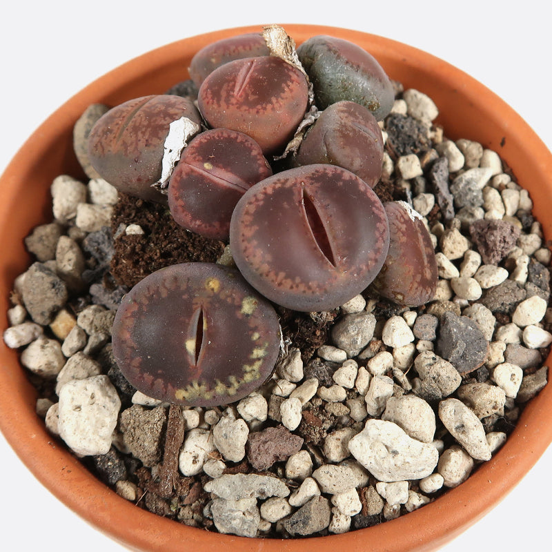 Lithops