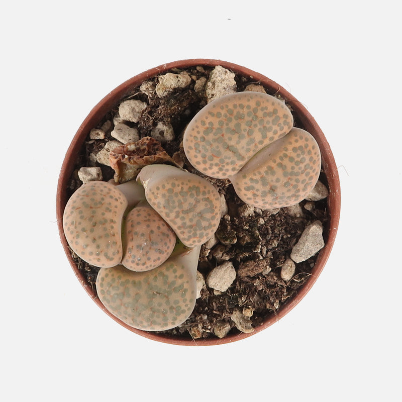 Lithops
