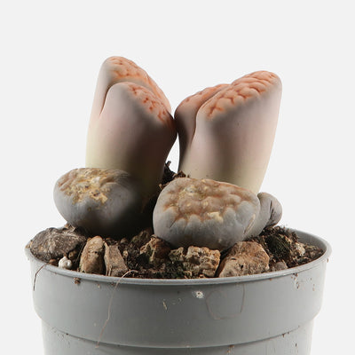 Lithops - lebende Steine