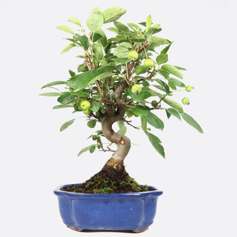 Malus baccata - Kirschapfel, ca. 11 jährig, 40-45 cm, Gartenbonsai