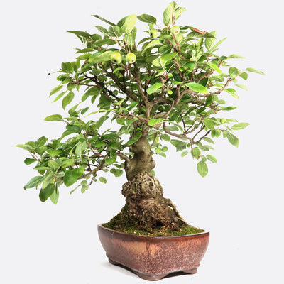 Malus baccata - Kirschapfel, ca. 22 jährig, 55-60 cm, Gartenbonsai