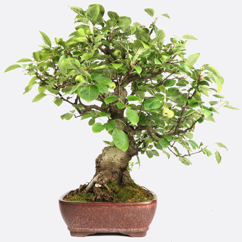 Malus baccata - Kirschapfel, ca. 22 jährig, 55-60 cm, Gartenbonsai