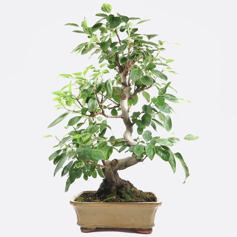 Malus baccata - Kirschapfel, ca. 15 jährig, 55-60 cm, Gartenbonsai