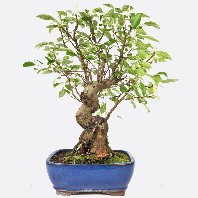 Malus baccata - Kirschapfel, ca. 21 jährig, 55-60 cm, Gartenbonsai