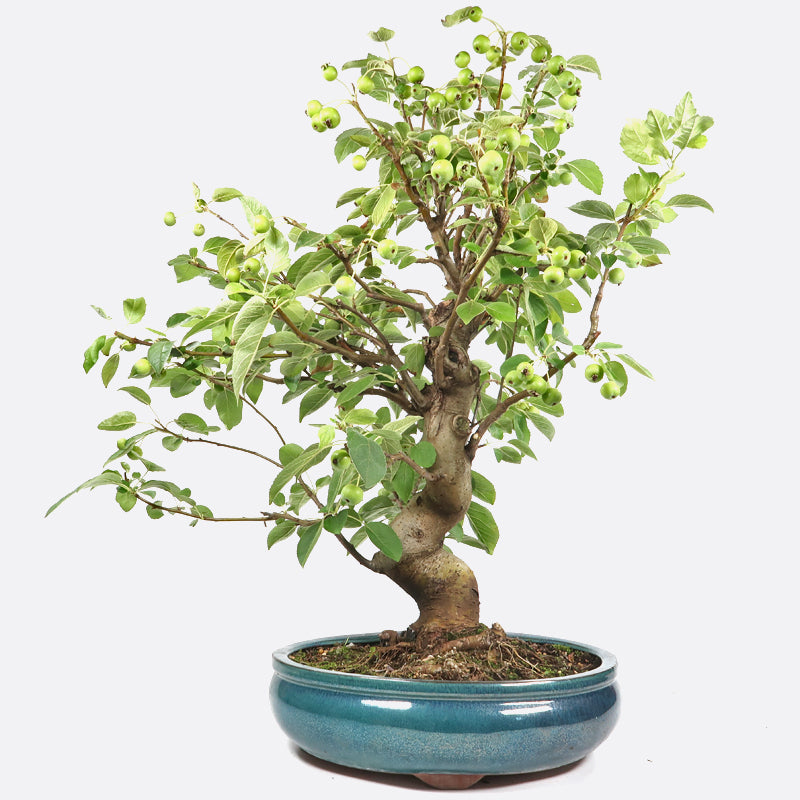 Malus baccata - Kirschapfel, ca. 24 jährig, 60-65 cm, Gartenbonsai